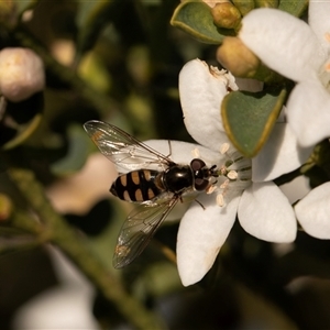 Melangyna viridiceps at Higgins, ACT - 13 Sep 2024