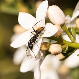 Camponotus aeneopilosus (A Golden-tailed sugar ant) at Higgins, ACT by AlisonMilton