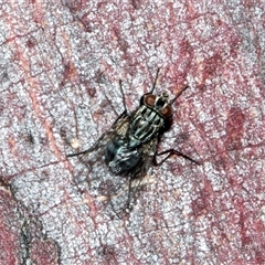 Unidentified Bristle Fly (Tachinidae) at Nicholls, ACT - 31 Oct 2024 by AlisonMilton