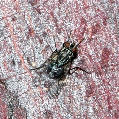 Exorista sp. (genus) (A Bristle Fly) at Nicholls, ACT - 1 Nov 2024 by AlisonMilton