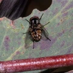 Unverified Blow fly (Calliphoridae) at Nicholls, ACT - 1 Nov 2024 by AlisonMilton