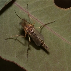 Culicidae (family) (A mosquito) at Nicholls, ACT - 1 Nov 2024 by AlisonMilton