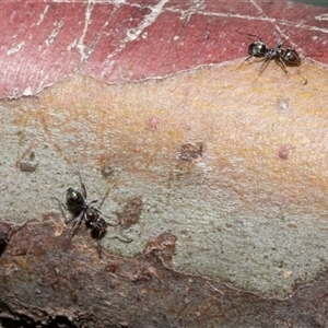 Iridomyrmex sp. (genus) at Nicholls, ACT - 1 Nov 2024 10:12 AM