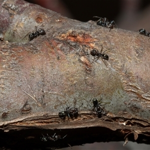 Iridomyrmex sp. (genus) at Nicholls, ACT - 1 Nov 2024 10:12 AM