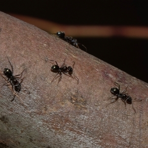 Iridomyrmex sp. (genus) at Nicholls, ACT - 1 Nov 2024 10:12 AM