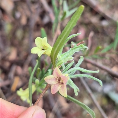 Billardiera scandens (Hairy Apple Berry) at Bungendore, NSW - 29 Nov 2024 by clarehoneydove