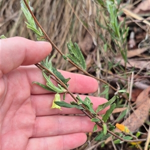 Billardiera scandens at Bungendore, NSW - 29 Nov 2024