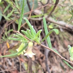 Billardiera scandens at Bungendore, NSW - 29 Nov 2024 10:01 AM