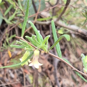 Billardiera scandens at Bungendore, NSW - 29 Nov 2024