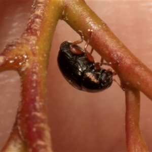 Chrysomelidae sp. (family) at Nicholls, ACT - 1 Nov 2024 10:30 AM