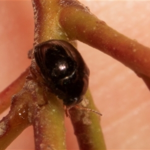 Chrysomelidae sp. (family) at Nicholls, ACT - 1 Nov 2024 10:30 AM