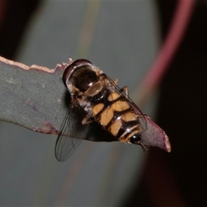 Syrphini (tribe) at Nicholls, ACT - 1 Nov 2024 10:33 AM