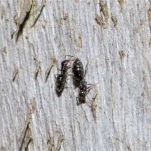 Technomyrmex sp. (genus) at Nicholls, ACT - 1 Nov 2024 10:39 AM