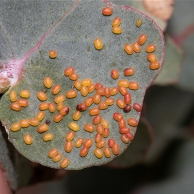 Unverified Insect at Nicholls, ACT - 1 Nov 2024 by AlisonMilton