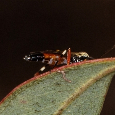 Diplazon laetatorius (Diplazonid wasp) at Nicholls, ACT - 1 Nov 2024 by AlisonMilton