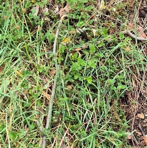 Rubus parvifolius at Bungendore, NSW - 29 Nov 2024