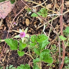 Rubus parvifolius at Bungendore, NSW - 29 Nov 2024