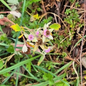 Rubus parvifolius at Bungendore, NSW - 29 Nov 2024