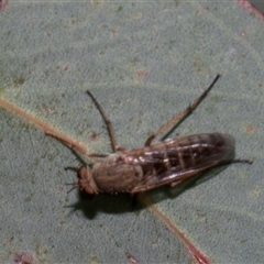 Anabarhynchus sp. (genus) (Stiletto Fly (Sub-family Therevinae)) at Nicholls, ACT - 1 Nov 2024 by AlisonMilton