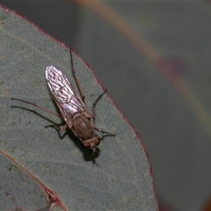 Anabarhynchus sp. (genus) at Nicholls, ACT - 1 Nov 2024 11:21 AM