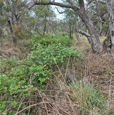 Rubus anglocandicans (Blackberry) at Bungendore, NSW - 29 Nov 2024 by clarehoneydove