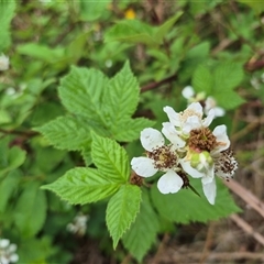 Rubus anglocandicans at Bungendore, NSW - 29 Nov 2024