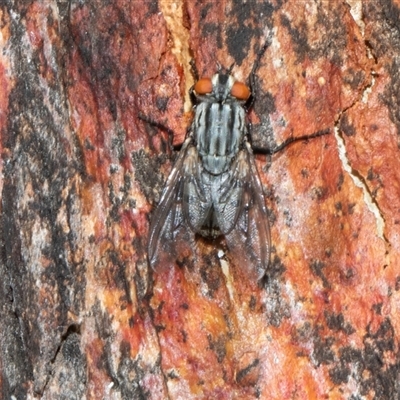 Sarcophaga sp. (genus) (Flesh fly) at Nicholls, ACT - 1 Nov 2024 by AlisonMilton