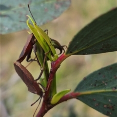 Amorbus rubiginosus at Monga, NSW - 28 Nov 2024 by clarehoneydove