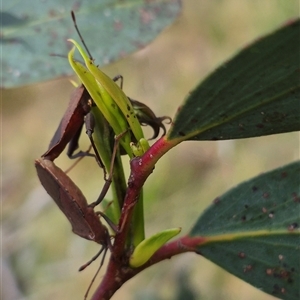 Amorbus rubiginosus (A Eucalyptus Tip Bug) at Monga, NSW by clarehoneydove