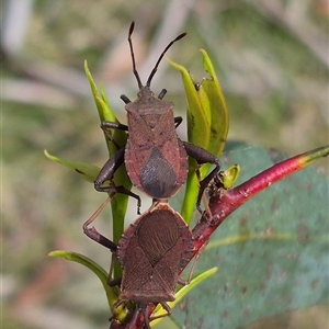 Amorbus rubiginosus at Monga, NSW - 28 Nov 2024