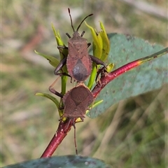 Amorbus rubiginosus at Monga, NSW - 28 Nov 2024