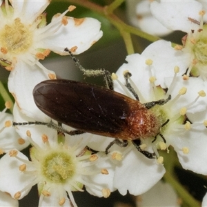 Bibio imitator at Nicholls, ACT - 1 Nov 2024 12:12 PM