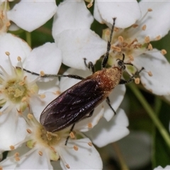 Bibio imitator at Nicholls, ACT - 1 Nov 2024 12:12 PM