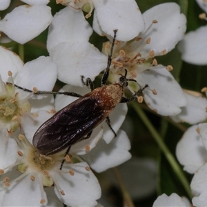 Bibio imitator at Nicholls, ACT - 1 Nov 2024 12:12 PM