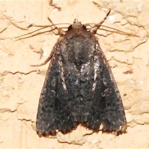 Dasygaster padockina (Tasmanian Cutworm) at Wanniassa, ACT by JohnBundock