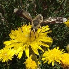 Comptosia quadripennis (a bee fly) at Yarralumla, ACT - 28 Nov 2024 by AndyRussell