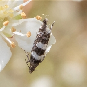 Glyphipterix meteora (A Sedge Moth) at Nicholls, ACT by AlisonMilton