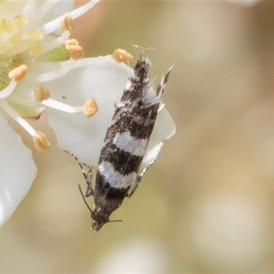 Glyphipterix meteora (A Sedge Moth) at Nicholls, ACT - 1 Nov 2024 by AlisonMilton