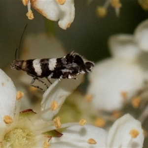 Glyphipterix meteora at Nicholls, ACT - 1 Nov 2024 12:09 PM