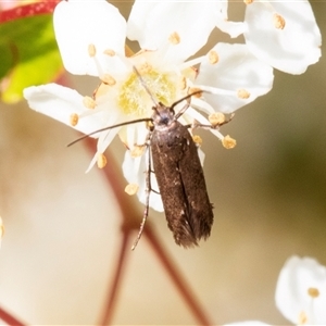 Eretmocera (genus) (Scythrididae family) at Nicholls, ACT - 1 Nov 2024 12:16 PM