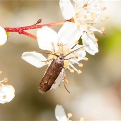 Eretmocera (genus) (Scythrididae family) at Nicholls, ACT - 1 Nov 2024 12:16 PM