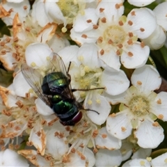 Unidentified Blow fly (Calliphoridae) at Nicholls, ACT - 1 Nov 2024 by AlisonMilton