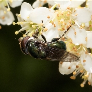 Calliphoridae (family) at Nicholls, ACT - 1 Nov 2024 12:21 PM