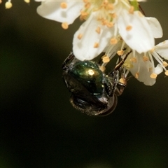 Calliphoridae (family) at Nicholls, ACT - 1 Nov 2024 12:21 PM