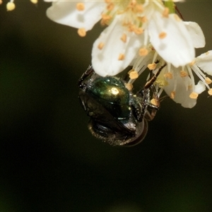 Calliphoridae (family) at Nicholls, ACT - 1 Nov 2024 12:21 PM