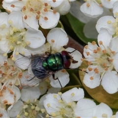 Calliphoridae (family) at Nicholls, ACT - 1 Nov 2024 12:21 PM