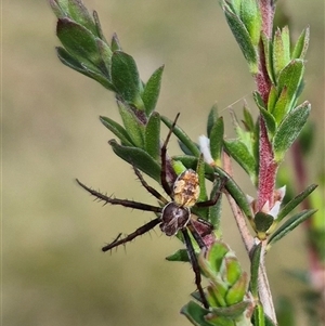 Backobourkia heroine at Monga, NSW - 28 Nov 2024 04:20 PM