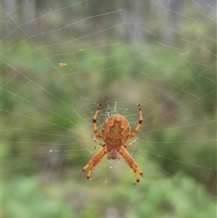 Salsa fuliginata (Sooty Orb-weaver) at Monga, NSW - 28 Nov 2024 by clarehoneydove