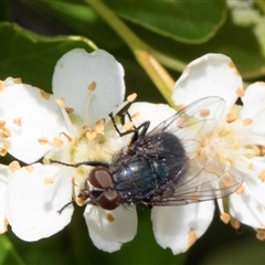 Unidentified Bristle Fly (Tachinidae) at Nicholls, ACT - 1 Nov 2024 by AlisonMilton