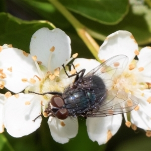 Calliphora vicina at Nicholls, ACT - 1 Nov 2024 12:30 PM